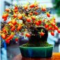 Fresh Dwarf Persimmon Seed Perennial Indoor Landscape