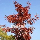 Fresh Japanese Red Oak Seed Quercus Alba Acorns for DIY Home Garden