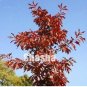 Fresh Japanese Red Oak Seed Quercus Alba Acorns for DIY Home Garden