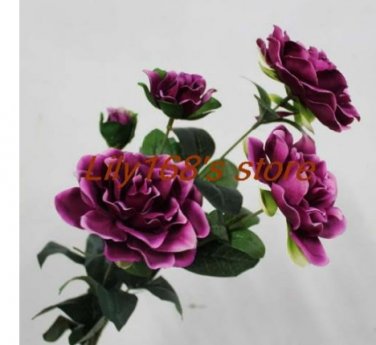 Fresh Gardenia Seed (Cape Jasmine) Indoor Seed Family Garden Seed