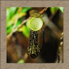 Fresh Nepenthes Plant Seed Nepenthes Seed Flytrap Plant Seeds