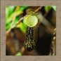 Fresh Nepenthes Plant Seed Nepenthes Seed Flytrap Plant Seeds