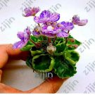 Fresh Mini Violet African Violet Potted s Violet Flowers Perennial Herb Matthiola Seeds