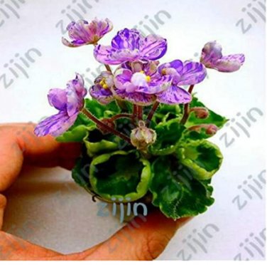 Fresh Mini Violet African Violet Potted s Violet Flowers Perennial Herb Matthiola Seeds