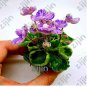 Fresh Mini Violet African Violet Potted s Violet Flowers Perennial Herb Matthiola Seeds