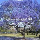 Fresh Rare Jacaranda Mimosifolia Seeds Purple Flowers