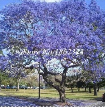 Fresh Rare Jacaranda Mimosifolia Seeds Purple Flowers