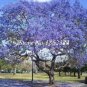 Fresh Rare Jacaranda Mimosifolia Seeds Purple Flowers