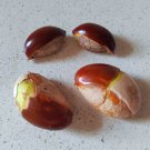 Fresh Pouteria campechiana seeds
