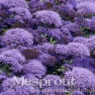 Fresh Throatwort Trachelium Caeruleum Flower Seeds (Color: 4)