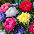 Fresh Rainbow Chrysanthemum Seed Aster Seeds