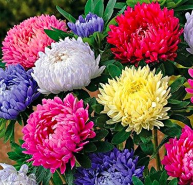 Fresh Rainbow Chrysanthemum Seed Aster Seeds