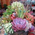 Fresh Aloe Vera Seed Rare Herbs Seed Garden Seed Vera Rich Flavor Home Garden Plant