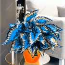Fresh Janpanse Seed Coleus Plants Foliage Plant (Color: 12)