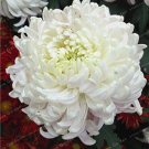 Fresh Chrysanthemum Seed Rare Perennial Flower Indoor Seed (Color: 11)