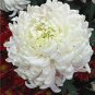 Fresh Chrysanthemum Seed Rare Perennial Flower Indoor Seed (Color: 11)