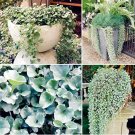 Fresh Dichondra Repens Silver Falls Emerald Falls Ground Cover Seeds (Color: Mix)