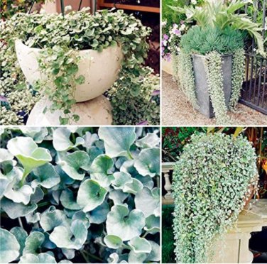 Fresh Dichondra Repens Silver Falls Emerald Falls Ground Cover Seeds (Color: Mix)