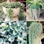 Fresh Dichondra Repens Silver Falls Emerald Falls Ground Cover Seeds (Color: Mix)