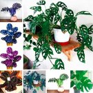 Fresh Rare Palm Turtle Leaves Monstera Seed Outdoor Potted (Color: Mixed)