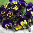 Fresh Mexican Imported Pansy Seed Wavy Viola Tricolor Pansy Flower