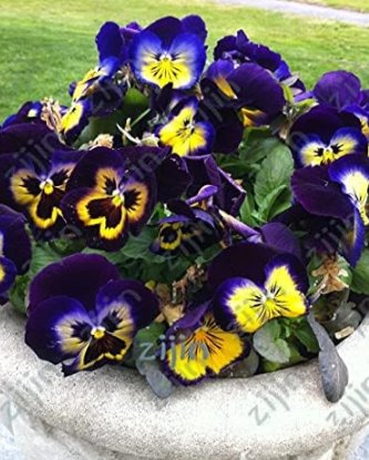 Fresh Mexican Imported Pansy Seed Wavy Viola Tricolor Pansy Flower