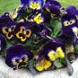 Fresh Mexican Imported Pansy Seed Wavy Viola Tricolor Pansy Flower