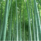 Fresh Giant Moso Bamboo Plants DIY Home Garden Flowers Seed Plants Easy to grow