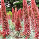 Fresh Wild Echium vulgare Seed rare flowers plants perennial potted