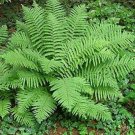 Fresh Garden Fern Seed Creeper Vines Grass s Mixed Rainbow Foliage