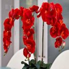 Fresh Numerous Color Orchid Seed Various Orchid Species for Garden and Home
