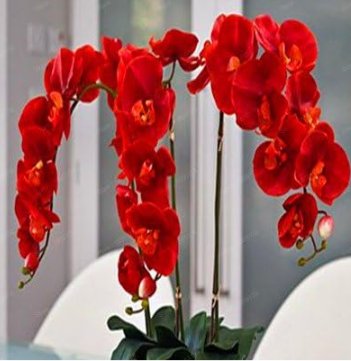 Fresh Numerous Color Orchid Seed Various Orchid Species for Garden and Home