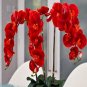 Fresh Numerous Color Orchid Seed Various Orchid Species for Garden and Home