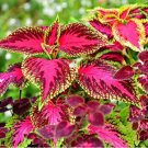 Fresh Janpanse Seed Coleus Seed Foliage Plants Perfect Color Rainbow Dragon Seed