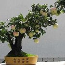 Fresh Apple Trees Bonsai Indoor Plants Garden Decoration Home Seeds
