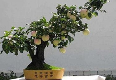 Fresh Apple Trees Bonsai Indoor Plants Garden Decoration Home Seeds