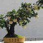 Fresh Apple Trees Bonsai Indoor Plants Garden Decoration Home Seeds