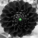 Fresh Seven Color Dahlia of Flowers Perennial Seed Most Widely Cultivated Ornamental