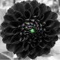 Fresh Seven Color Dahlia of Flowers Perennial Seed Most Widely Cultivated Ornamental