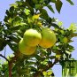 Fresh Balsam Pizza Fruits Grapefruit Seed Grapefruit Seed Fruit Trees Seeds