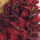 Fresh Coleus Seeds Black Dragon Seeds Coleus Scutellarioides
