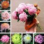 Fresh Chrysanthemum Seed Rare Perennial Flowers (Color: mixed)