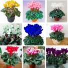 Fresh Mixed Cyclamen Indoor Potted Flower Seeds (Color: mixed)