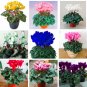 Fresh Mixed Cyclamen Indoor Potted Flower Seeds (Color: mixed)