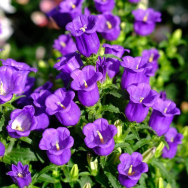 Fresh Canterbury Bells Flower Seeds &acirc;�� Vibrant Purple BloomsPollinator Friendly