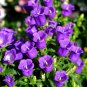 Fresh Canterbury Bells Flower Seeds – Vibrant Purple BloomsPollinator Friendly