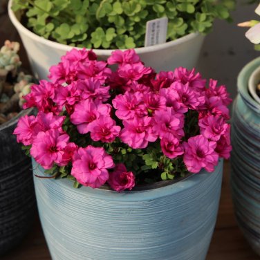 Fresh Oxalis Glabra Series Bulb Double Pack of 10 Bulbs
