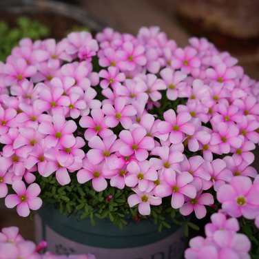 Fresh Oxalis Glabra Series Bulb Watercolor Pack of 10 Bulbs