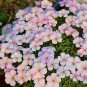 Fresh Oxalis Glabra Series Bulb Pinky White Pack of 20 Small Bulbs