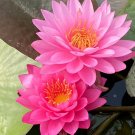Fresh Nymphaea Mayla Seeds
